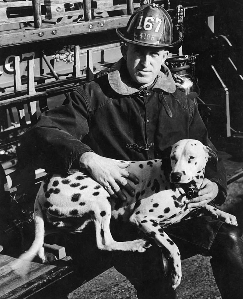 The Spotted Guardians of the Fireline: Dalmatians and the Origins of a Fiery Tradition